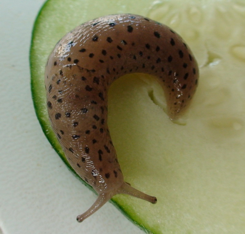 Limax cf. graecus da Otranto (LE)